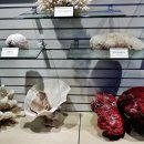 고성자연사박물관 이미지