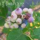 고촌농로 | 블루베리농장 우리블루베리농장 딸기체험 끝! 블루베리농장체험 비용 예약 위치 후기