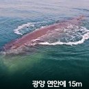 여수해양경찰서광양파출소 이미지