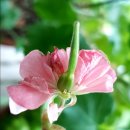 나비야(NABIYA) 이미지