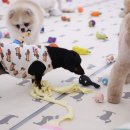 퍼피스프링 부천점 이미지