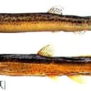 가재미로 이미지