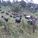 달뜨기흑염소목장 이미지