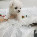 수원강아지분양 요기독 네이버블로그