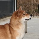 시바견 전문 가도켄넬 이미지