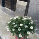 그래티파이 커피 이미지