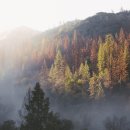 비발디의아침 이미지