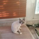 샴 고양이미용 5가지 후기 시암(Siam)