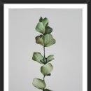 보태니컬+팝아트 이미지