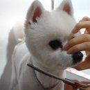 케니애견돌봄센터 이미지