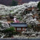 매화랜드 이미지