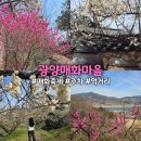 개화전기충전소 | [전남] 광양매화마을 광양매화축제 실시간개화율 cctv 주차정보 포토존