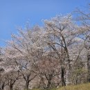 GS25 남동제일 | 인천 벚꽃 명소 인천대공원 실시간 개화상황 벚꽃루트안내 25.04.11기준