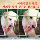 강내집