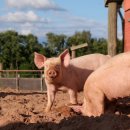 돼지우리 이미지