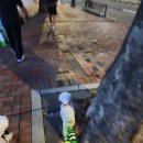 수다펫 | 핀아펫 강아지 LED 2in1리드줄 - 우리 비그치면 산책갈까?