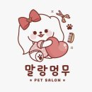 솜사탕 애견미용실 | [부산애견미용] 말랑멍무에서 또야의 환골탈태! 솜사탕이 되어 돌아왔어요 🐾