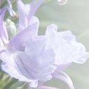 로즈마리 이미지