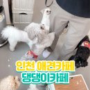댕댕이 카페 | [인천 애견카페/호텔] 주안 유일 실내 애견카페 &#34;댕댕이카페&#34; 주말 후기