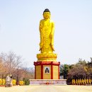 🛕 영천 만불사: 천 개의 부처상이 품은 신비로운 사찰 이야기 🙏