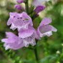 서희농장 이미지