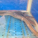 싱싱회포차 이미지