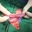 늘곁에동물병원 이미지