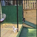 벨리독 | 🐕 직장인 반려인 추천! 동두천 애견호텔 벨리독 이용 후기