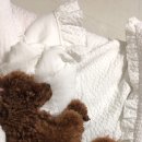 발라댕 네이버블로그
