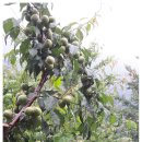 당산농장 이미지