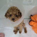 웰니스 클리닉 동물병원 | 고잔동 웰니스동물병원에서 울집 댕댕이들 슬개골 탈구 수술이랑 유치 발치한 후기!