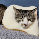 파인더블 이미지