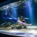 서울아쿠아룸 이미지