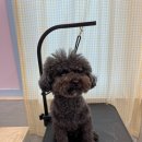 하이 꼬야 이미지