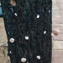 8/31 버섯 이틀사이에 다자라다. 이석길 바닥정지작업지원 이미지