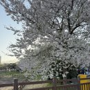 운천저수지 | 봄이 가기 전에 광주 꽃놀이 핫플 운천저수지 벚꽃 후기
