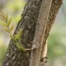 옻나무집 이미지