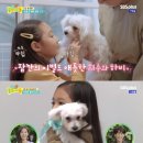 똥강아지 이미지