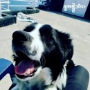 동해를그리다 이미지