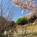 산들바람 한옥민박 | [국내여행] '21 봄 서산 봄꽃구경 유기방가옥, 수선화, 개심사, 벚꽃, 간월도, 유채꽃