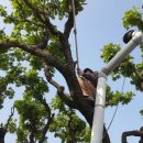 엉게나무 이미지