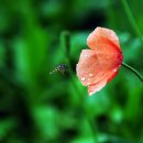 관상용 꽃양귀비 이미지