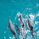 유엔아이여행사 | 괌여행 야생 돌고래 투어 돌핀크루즈업체 선택 기준?(솔직한 후기)