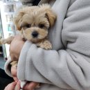 펫마트 강아지 논산점 이미지