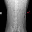 보현동물병원 이미지