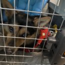 호야켄넬 이미지