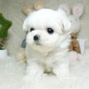 동일애견샵 이미지