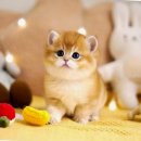 강남고양이분양 호야캣 이미지