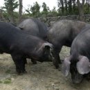 제주흑돼지 이미지