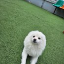 멍그라운드 | [수원/인계동] 아이랑 가도 좋은 애견카페 | 멍그라운드 솔직후기